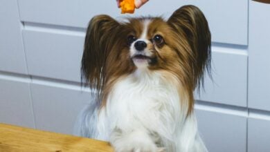 Person dangling apricot piece over dog's head.