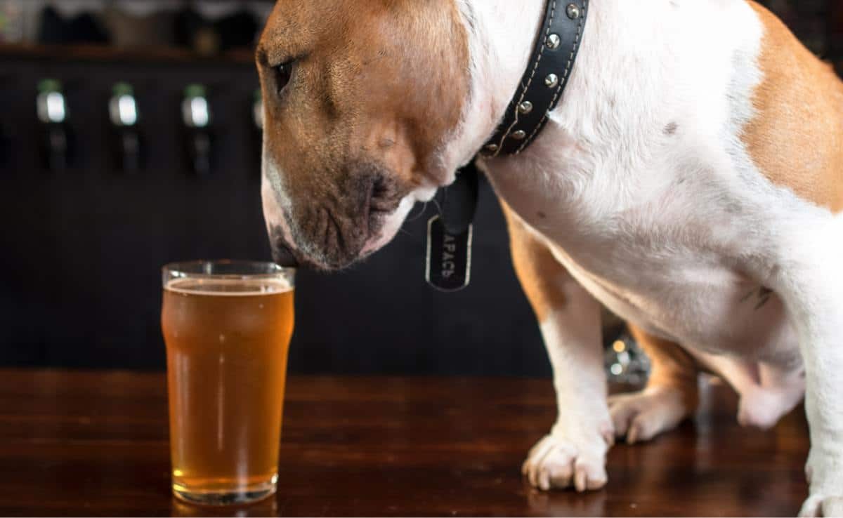 Dog sniffing a pint of beer on a table